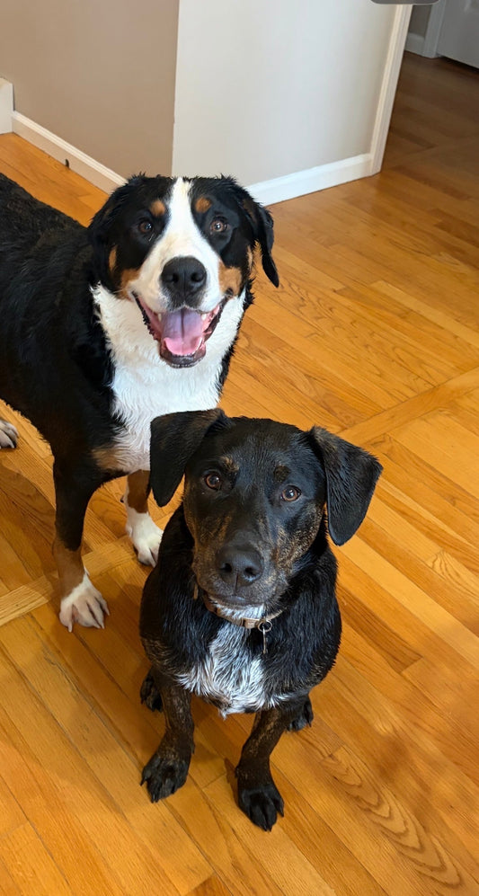 The Pups